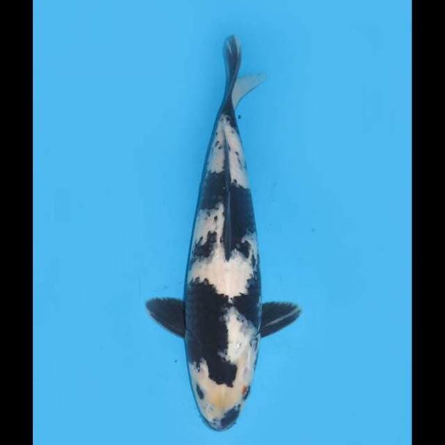 Jumbo Shiro Tategoi - 36cm Male 