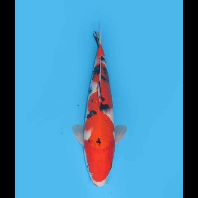 F1 Jumbo Sanke - 37cm Male