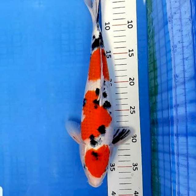 Sanke 34cm