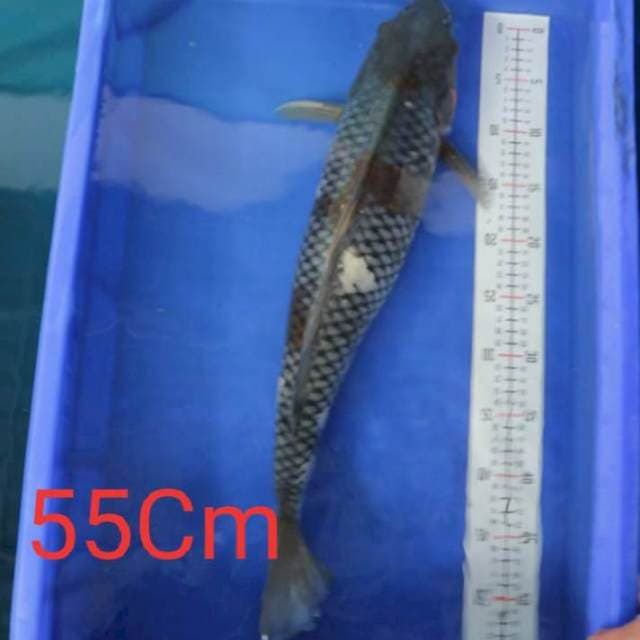 Ochiba Big Size 55Cm