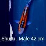 Shusui Hanna 42 cm Male
