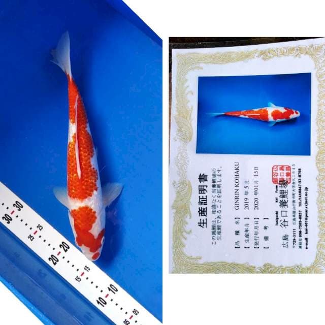 Kohaku gingrin taniguchi