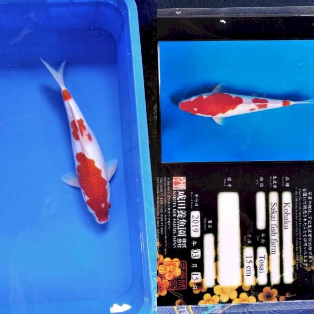 Kohaku import SFF