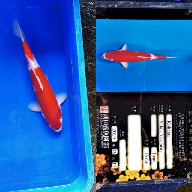Kohaku 35 Serti Lengkap
