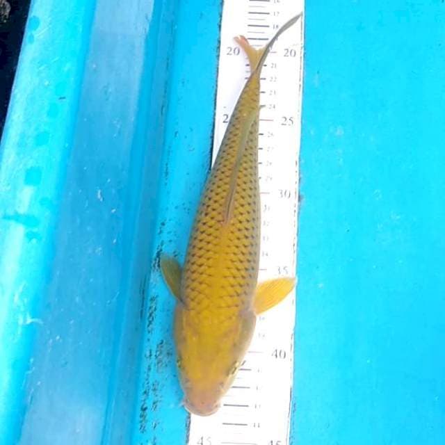 Missouri 25cm