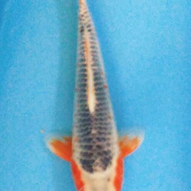 Asahi 32 cm