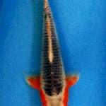 Asahi 32 cm 