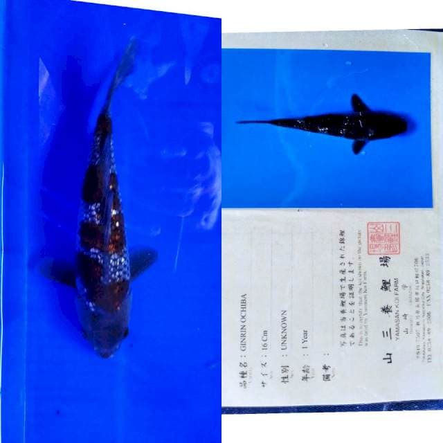 Uchiba gingrin yamasan serti
