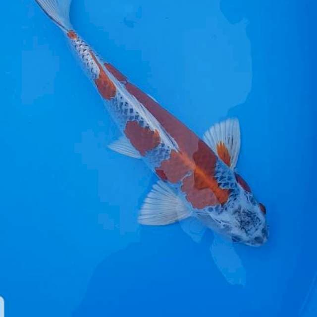 Kujaku red 43 cm
