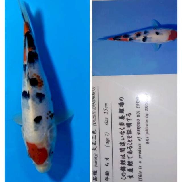 Maruten sanke serti marudo