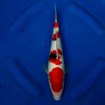 Sanke 25cm up