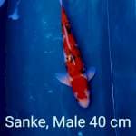 Sanke Male 40 cm 