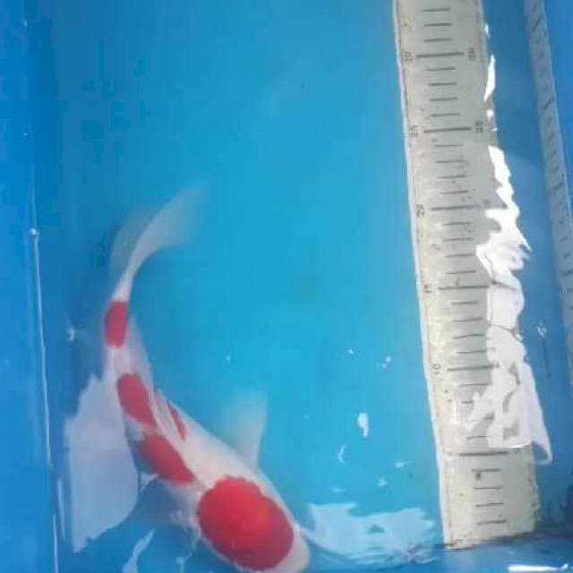 Kohaku 3step 30cm up