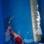 Kohaku 3step 30cm up