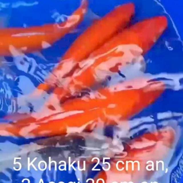 5 kohaku aka hajiro, 2 ashagi