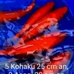 5 kohaku aka hajiro, 2 ashagi