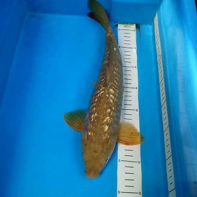 ARAGOKE GINRIN 39 CM