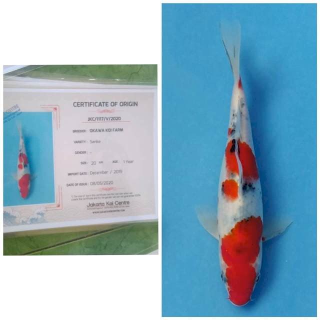 Sanke Prospek Import
