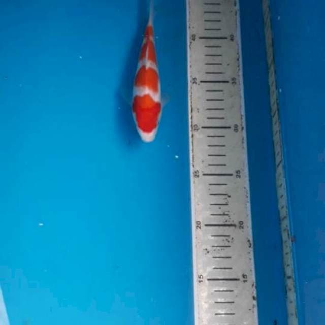 Kohaku 18 cm