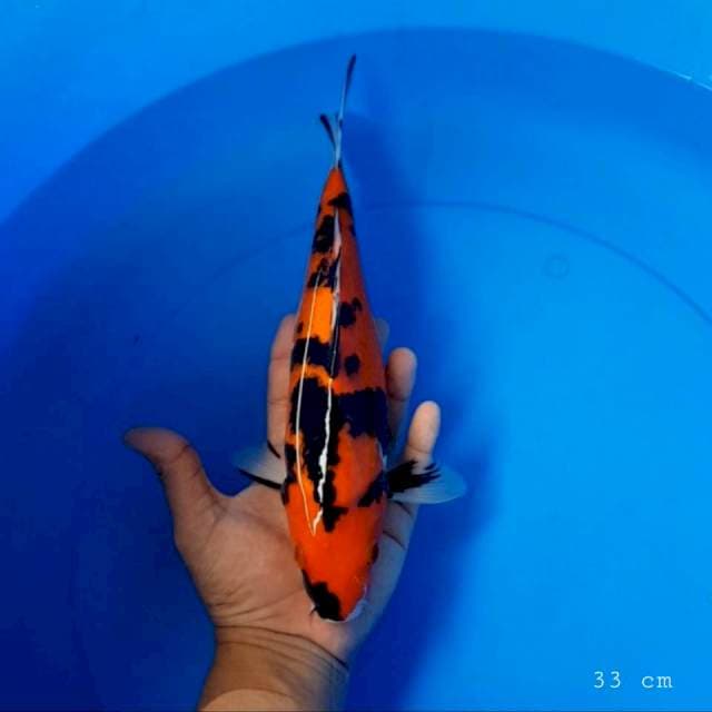 Ginrin showa 33 cm