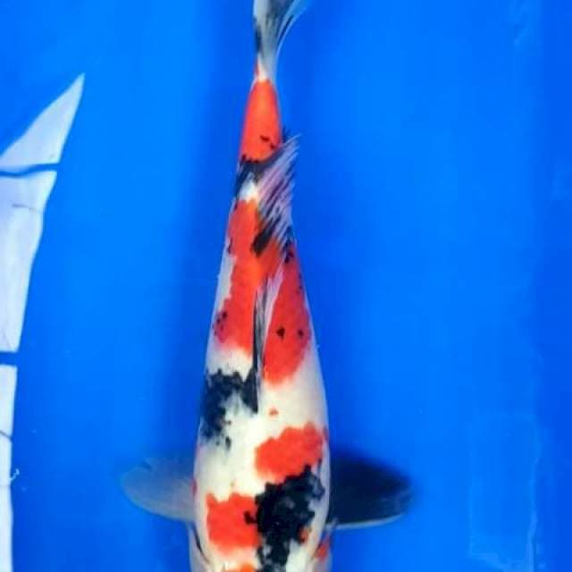 Showa 31cm
