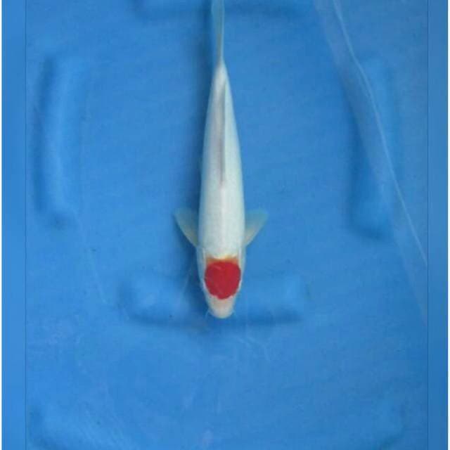 F1 Tancho Kohaku 28cm Male 