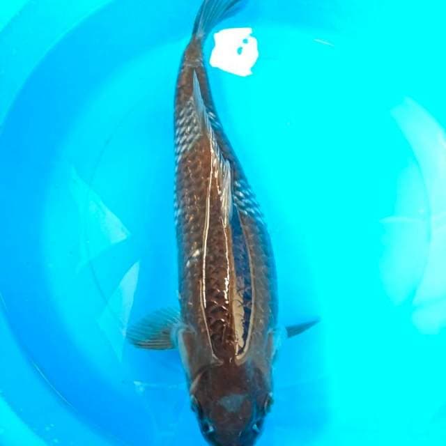 ochiba 45 cm