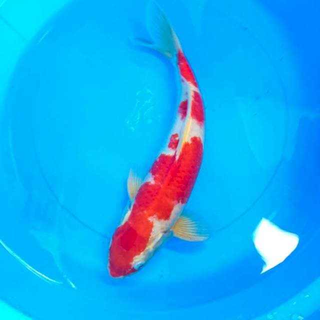 kohaku 37 cm
