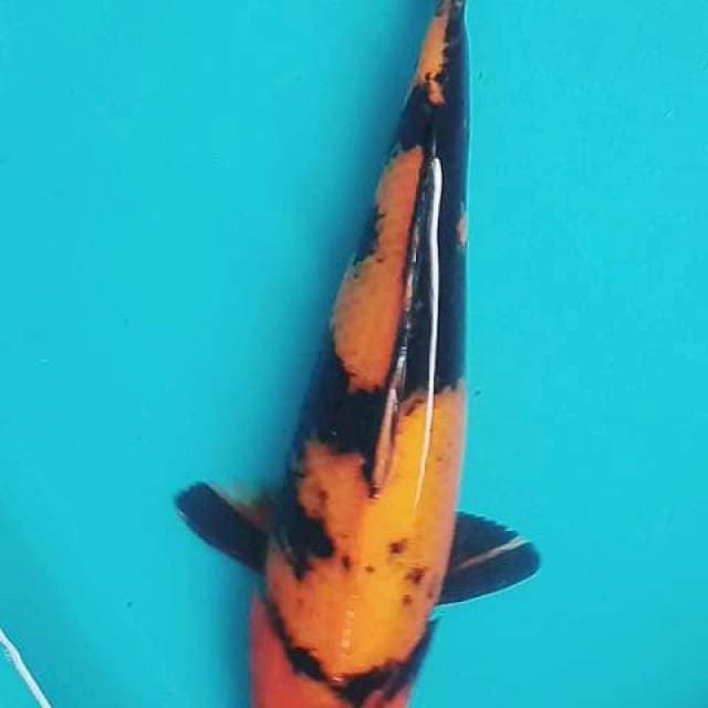 Hiutsuri f1 35 cm