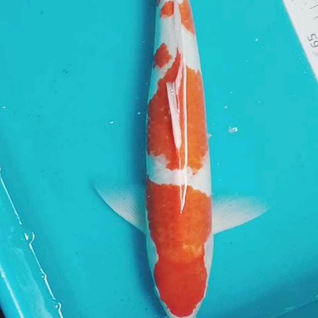Kohaku male 47cm