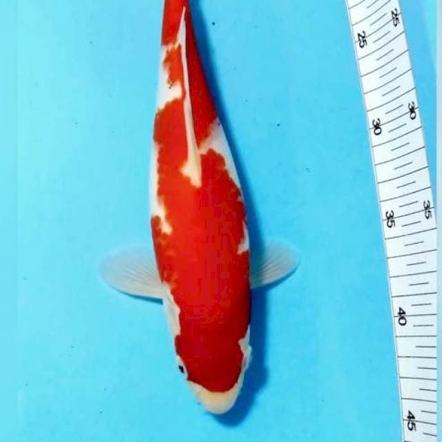 Stright pattern Kohaku halus