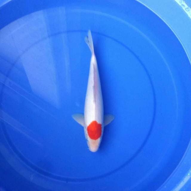 Tancho ori