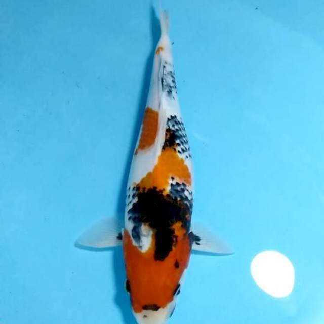 KNK SHOWA SUMI KANOKO