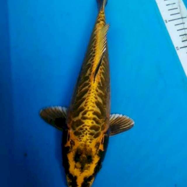 GOLD. 30 cm