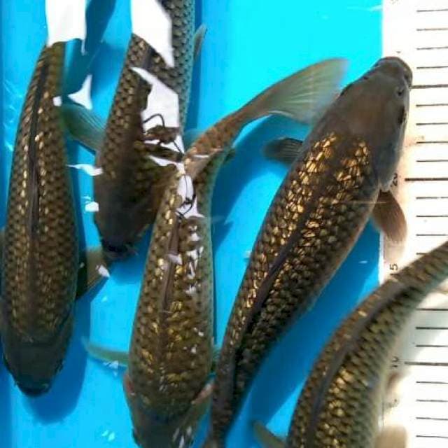 GINRIN PUNUK 26-28 CM