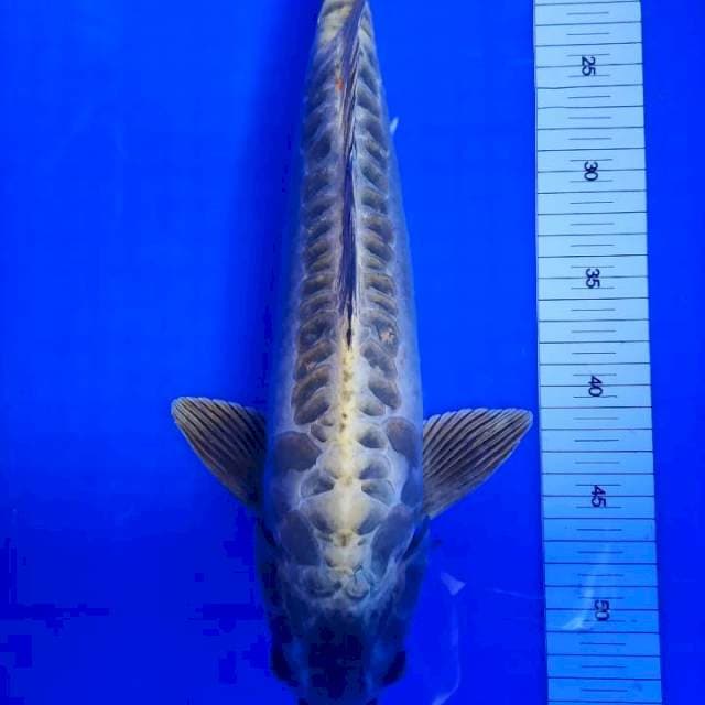 Kawarimono Antik 43cm jantan