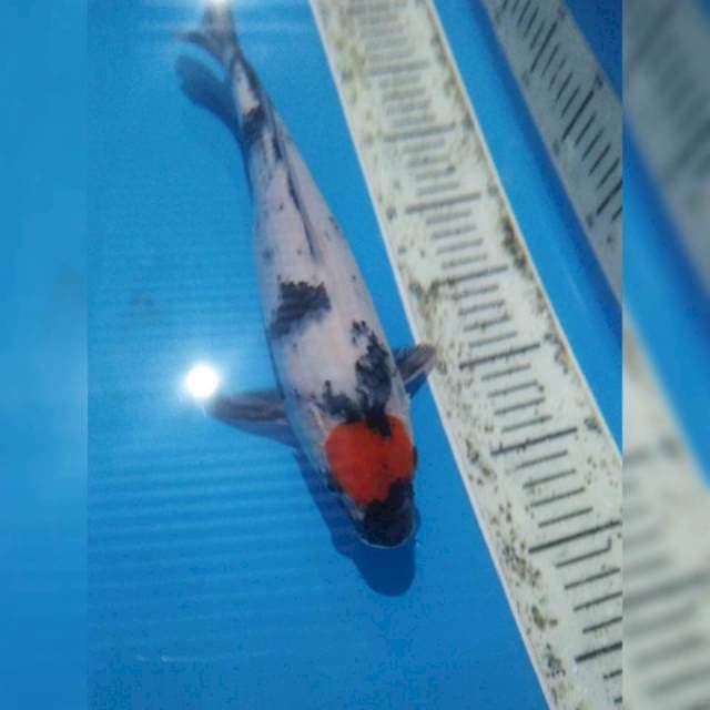 Tancho showa 32cm siip
