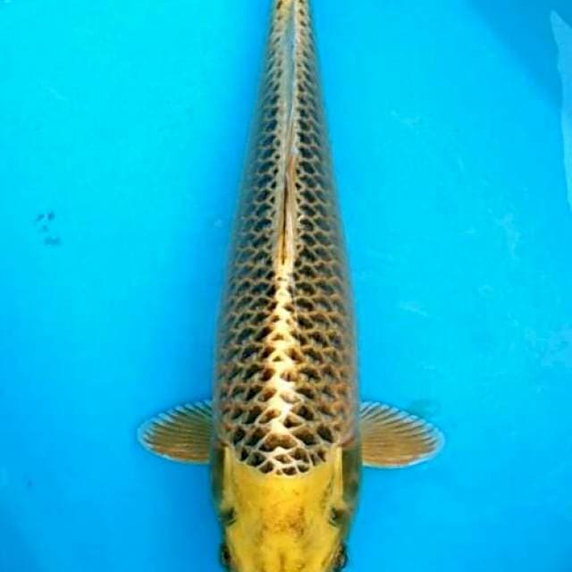 Ryukin - Kin matsuba cantik dan langka 37cm