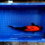 Hiu 42cm joss.... 