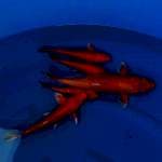 Orange ogon F1