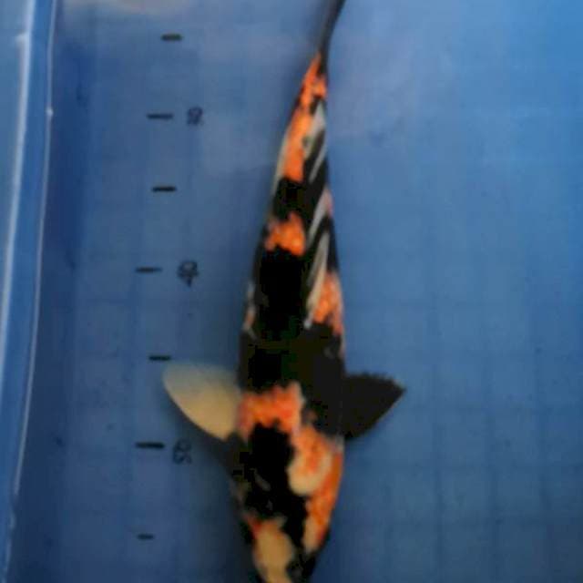 Showa 35cm sumi tebal