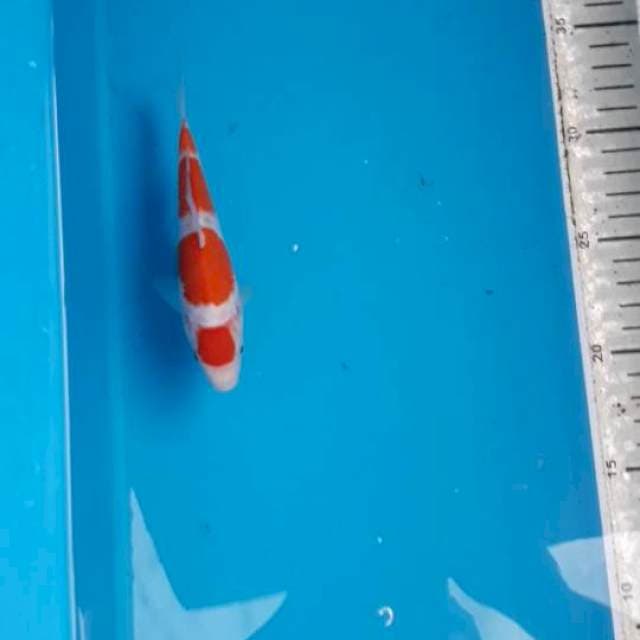 Maruten Kohaku 15 cm