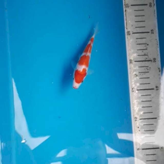 Kohaku 14 cm