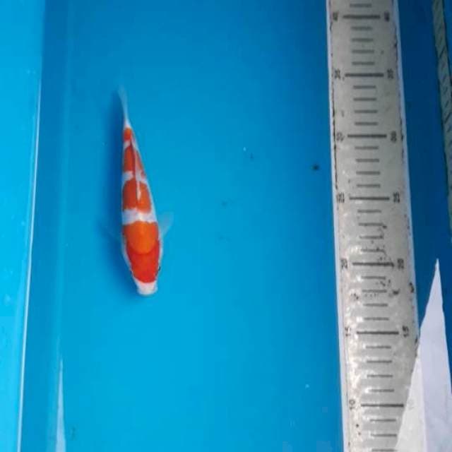 Kohaku 16 cm