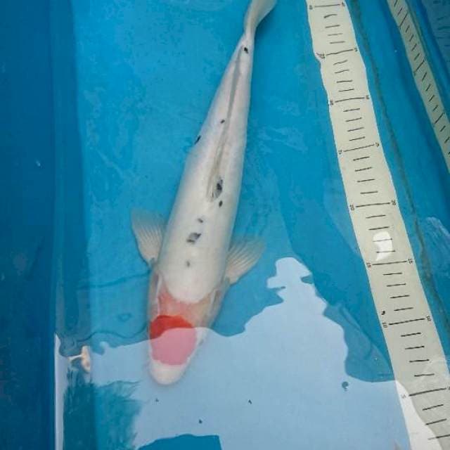 Doitsu Tancho Sanke 37cm