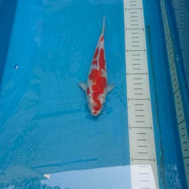 Mini Kohaku 19cm