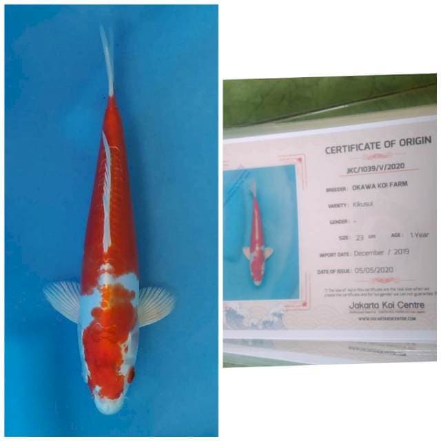 Kikushui Import