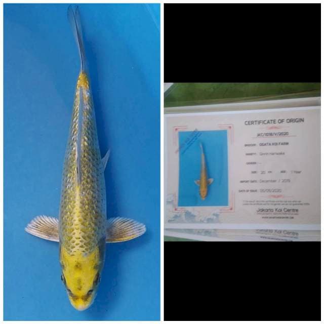 Hariwake Ginrin Import