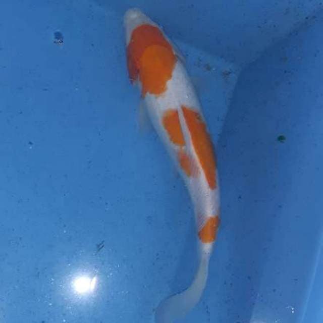 kohaku 3 step original.. bulki