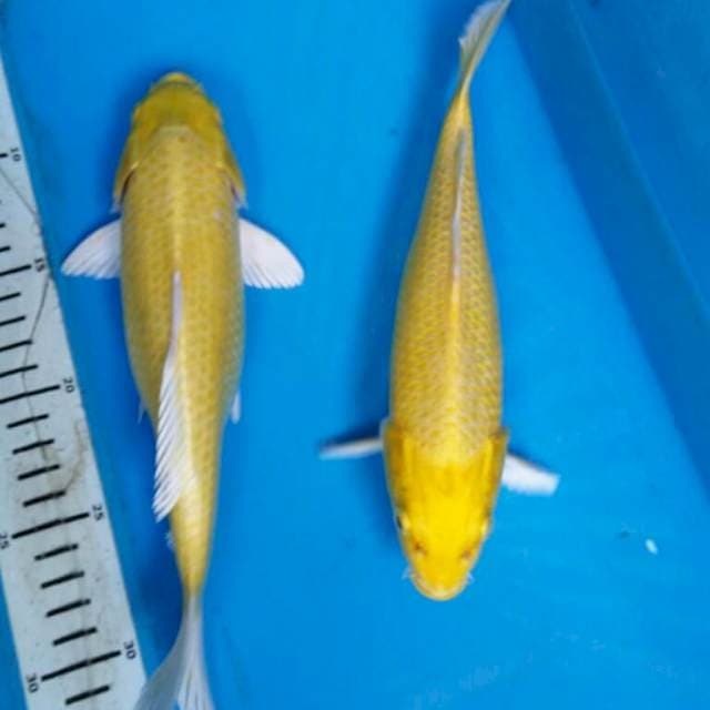 DUO YAMABUKI OGON body bgus
